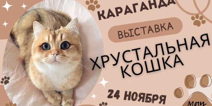 Международная выставка кошек в Караганде!