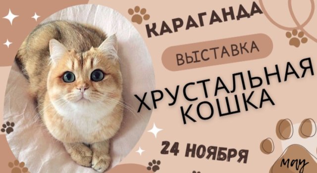 Международная выставка кошек в Караганде!