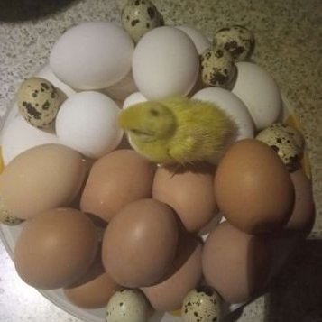 Яйца домашние куриные, перепелиные,Собственное производство,Иркутск