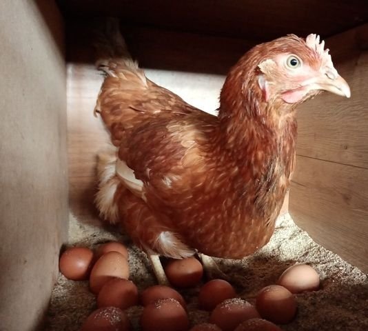 Яйца домашние куриные,Собственное производство,Иркутск