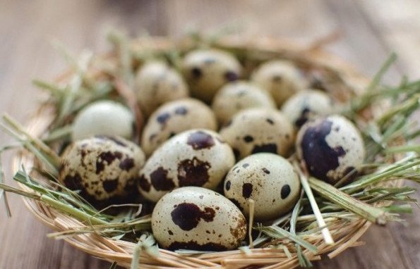 Яйца домашние перепелиные,Собственное производство,Иркутск
