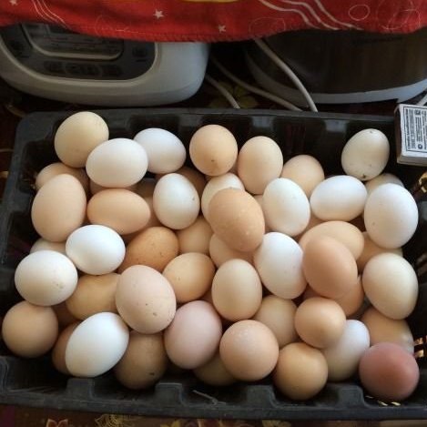 Яйца домашние куриные, утиные,Собственное производство,Иркутск