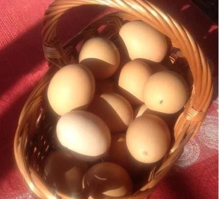 Яйца домашние куриные,Собственное производство,Иркутск