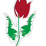логотип компании Пан Тюльпан