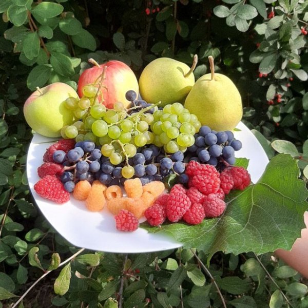 Сад в Хакасии