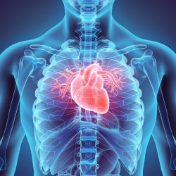 Исследование сердца, сосудов шеи и щитовидной железы с эластографией