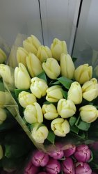 Тюльпаны