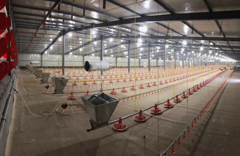 Линия кормления для птиц