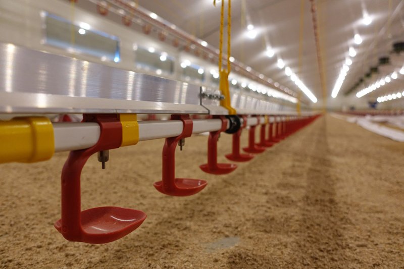 Линия поения для птиц