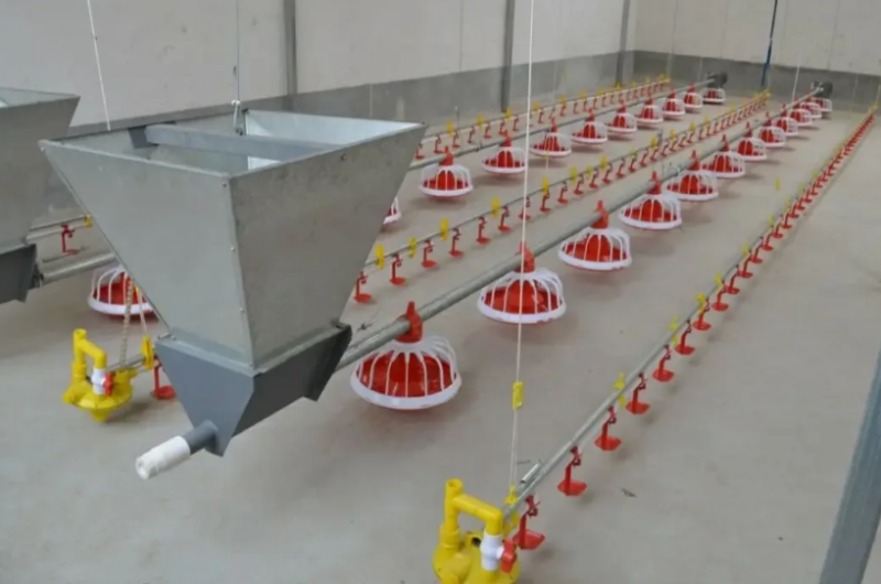 Линия внешней подачи корма птиц