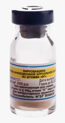 ИББ-БГ (1000д)