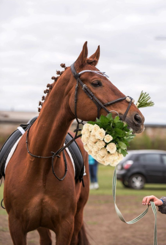 Летний конно-спортивный лагерь