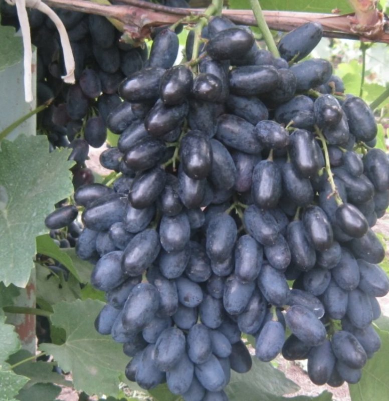 Виноград Кодрянка