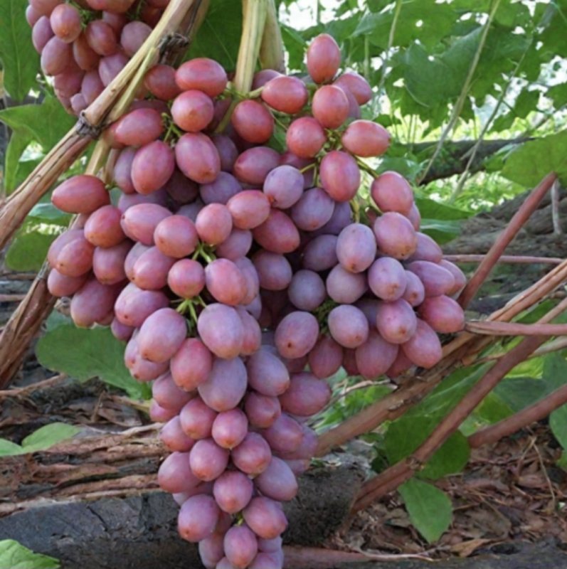 Виноград Кишмиш лучистый