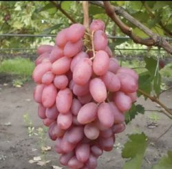 Виноград Виктор