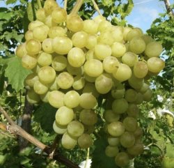 Виноград Восторг