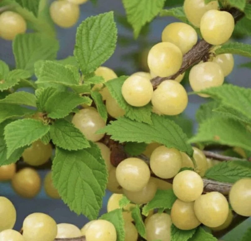 Вишня войлочная БЕЛАЯ