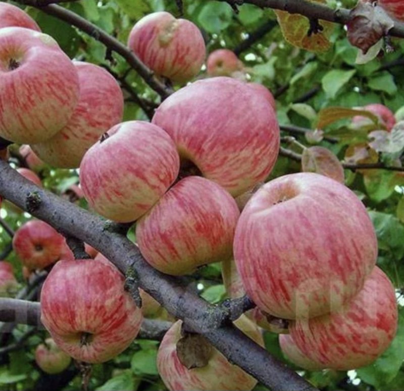 Яблоня Мелба