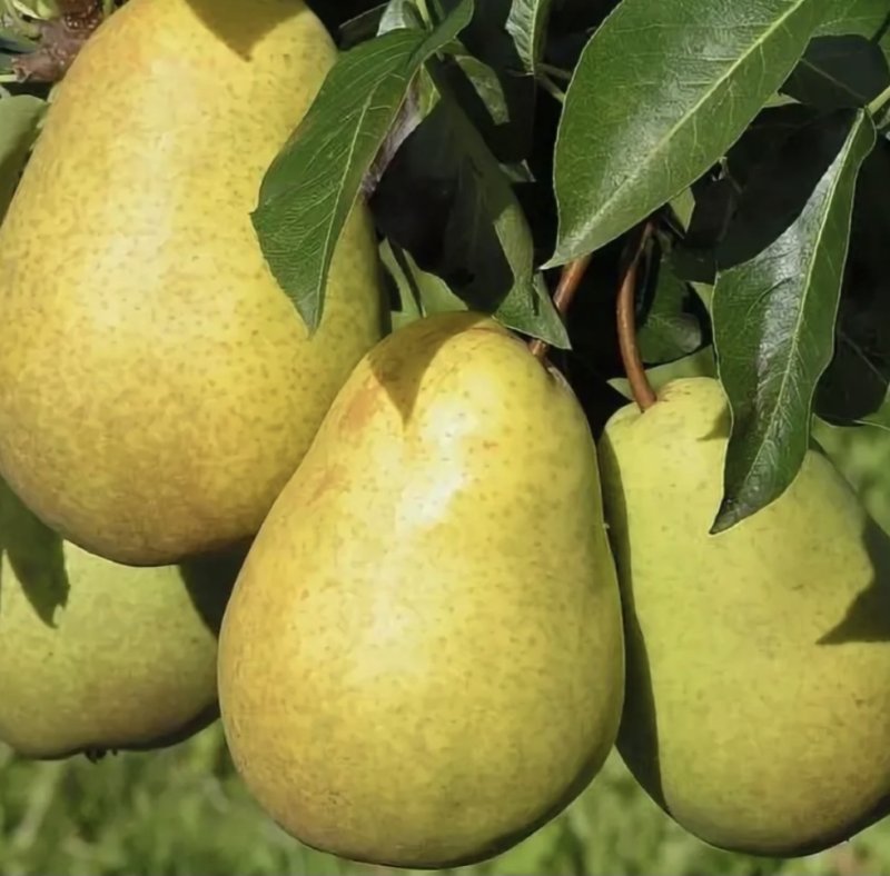 Груша Чижовская