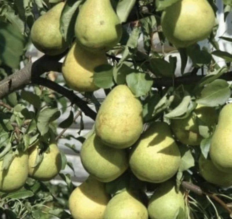 Груша Свердловчанка