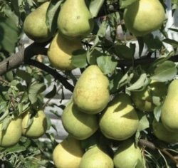 Груша Свердловчанка