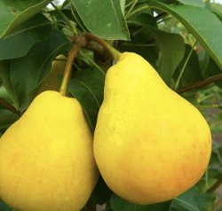 Груша Пингвин