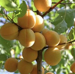 Абрикос Лунатик