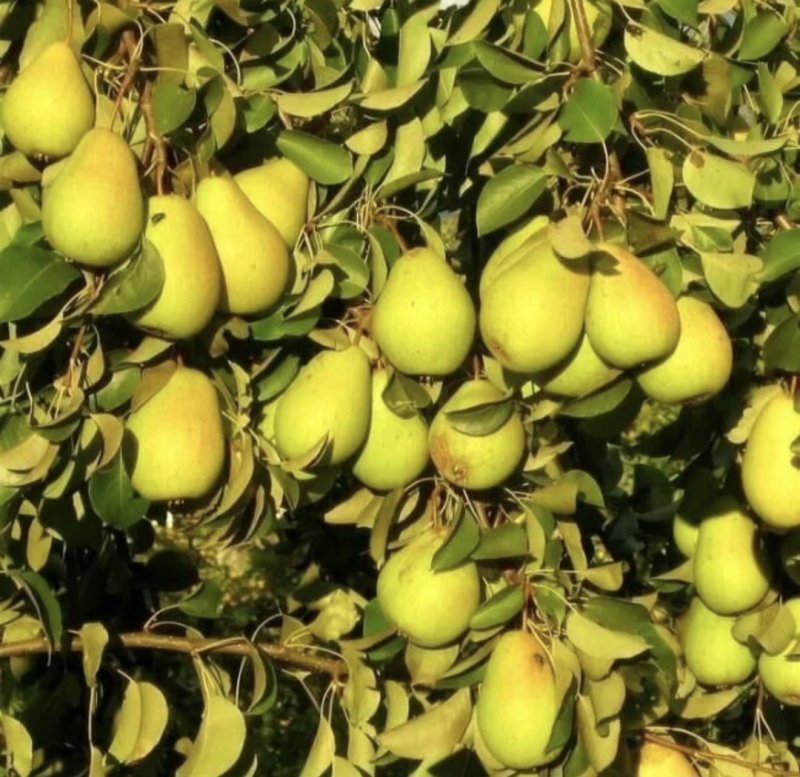 Груша Сказочная