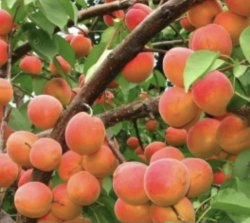 Абрикос Выносливый