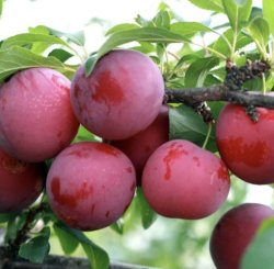 Слива Шершнёвская