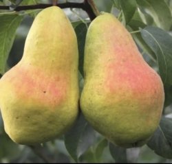 Груша Перун