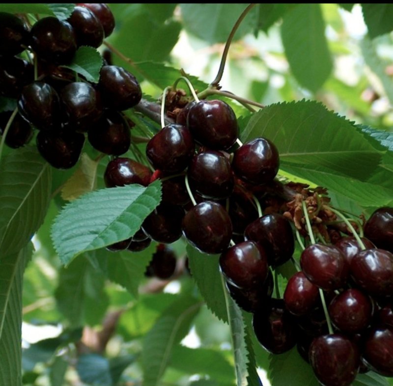 Вишня Шоколадница