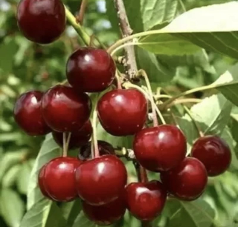 Вишня Щедрая(куст)