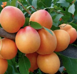 Абрикос Триумф Севера