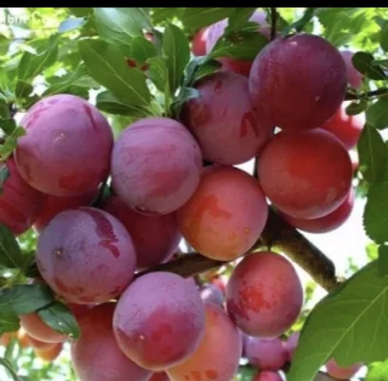 Слива Уральская красная