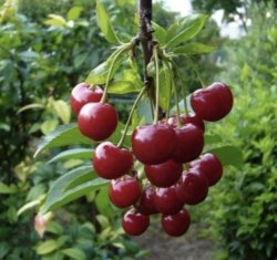 Вишня Морозовка