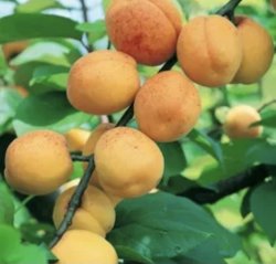 Абрикос Медовый