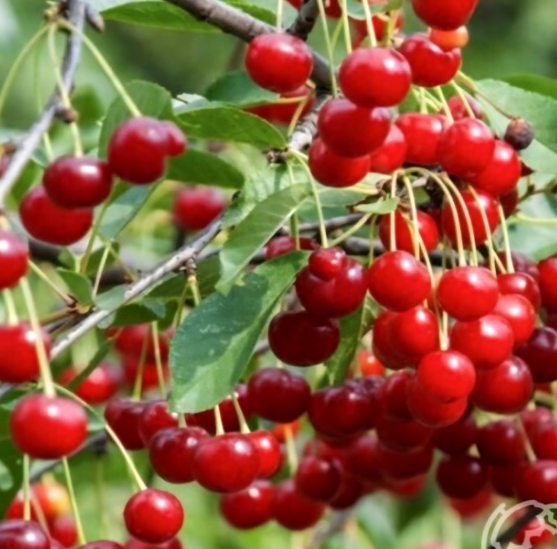 Вишня Брусницына