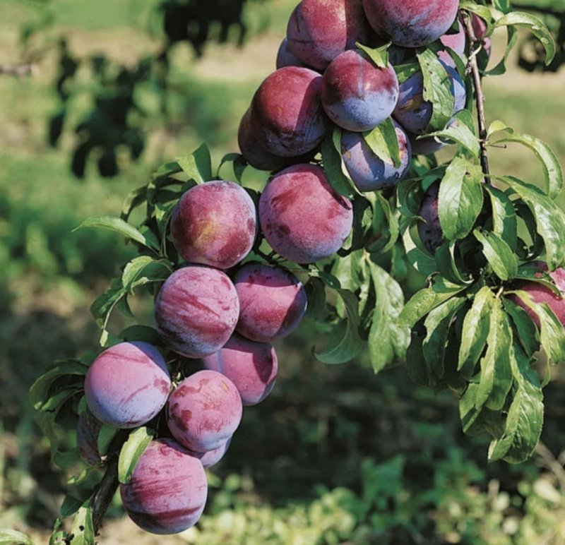 Слива Уральские Зори