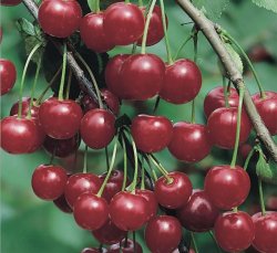 Вишня Молодежная