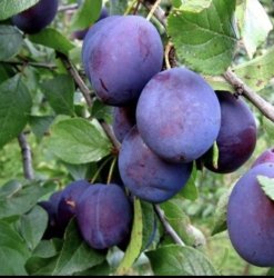 Слива Синильга