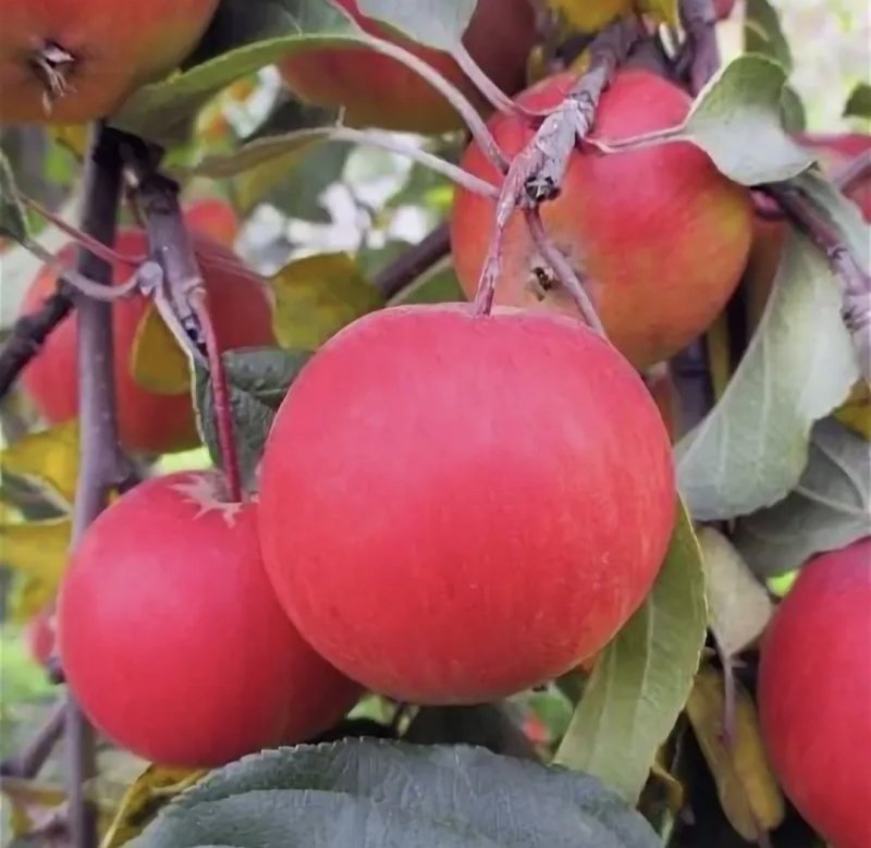 Яблоня Экранное