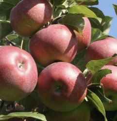 Яблоня ЛОБО