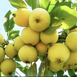 Яблоня Уральское наливное