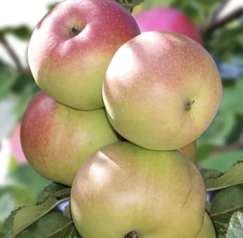 Яблоня Детское