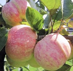 Яблоня Конфетное