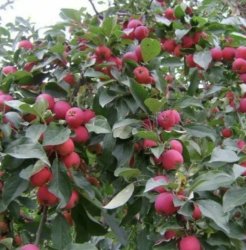 Яблоня Баганенок