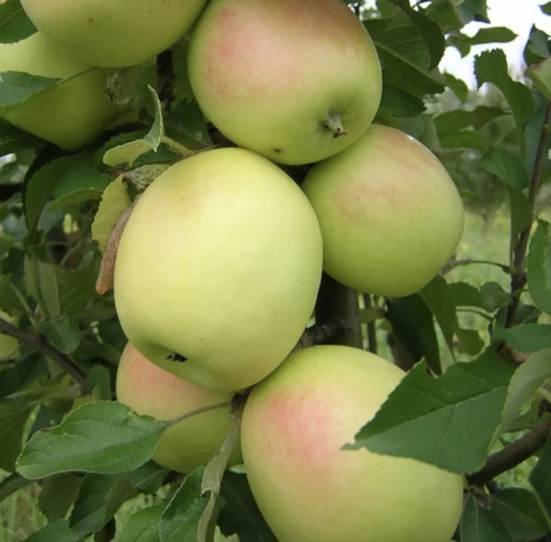 Яблоня Северный Синап