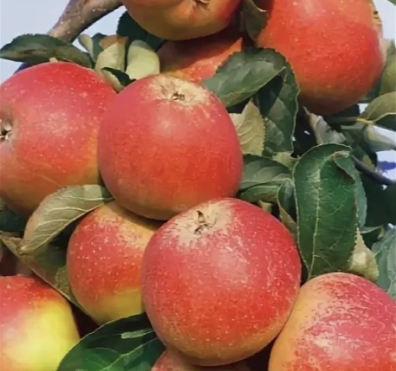 Яблоня Бельфлёр башкирский