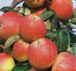 Яблоня Бельфлёр башкирский